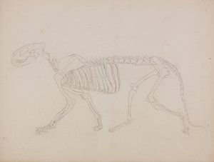 İnsan Vücudunun Yapısının Kaplan ve Bayağı Kümes Hayvanlarınınkiyle Karşılaştırmalı Anatomik İncelemesi: Kaplan İskeleti, Yandan Görünüm by George Stubbs