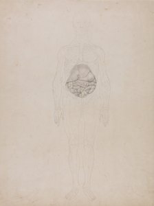 İnsan Vücudunun Yapısının Kaplan ve Bayağı Kümes Hayvanlarınınkiyle Karşılaştırmalı Anatomik İncelemesi: İnsan Figürü, Önden Görünüm (Anahat Çizimi) by George Stubbs