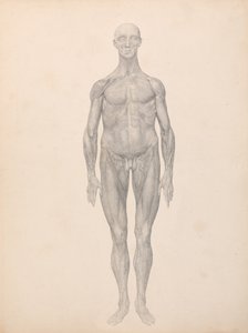 İnsan Vücudunun Yapısının Kaplan ve Bayağı Kümes Hayvanlarınınkiyle Karşılaştırmalı Anatomik İncelemesi: İnsan Figürü, Önden Görünüm, Deri ve Alttaki Fasiyal Katmanlar Çıkarılmış (Tablo XI için Bitmiş Çalışma) by George Stubbs