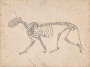 İnsan Vücudunun Yapısının Kaplan ve Bayağı Kümes Hayvanlarınınkiyle Karşılaştırmalı Anatomik İncelemesi: Kaplan İskeleti, Yandan Görünüm (Tablo IV için Bitmiş Çalışma) by George Stubbs