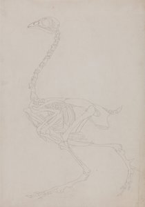 İnsan Vücudunun Yapısının Kaplan ve Bayağı Kümes Hayvanlarınınkiyle Karşılaştırmalı Anatomik İncelemesi:  Kümes Hayvanı İskeleti, Yandan Görünüm by George Stubbs