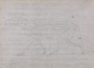 İnsan Vücudunun Yapısının Kaplan ve Bayağı Kümes Hayvanlarınınkiyle Karşılaştırmalı Anatomik İncelemesi: Kaplan Vücudu, Yandan Görünüm by George Stubbs