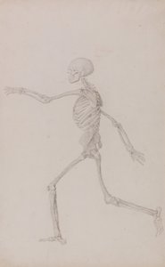 İnsan Vücudunun Yapısının Bir Kaplan ve Bayağı Bir Kümes Hayvanınınkiyle Karşılaştırmalı Anatomik İncelemesi: İnsan İskeleti, Soldan Yan Görünüş, Koşarken (Tablo III için Bitmiş Çalışma) by George Stubbs