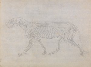 İnsan Vücudunun Yapısının Kaplan ve Bayağı Kümes Hayvanlarınınkiyle Karşılaştırmalı Anatomik İncelemesi: Kaplan Vücudu, Yandan Görünüm by George Stubbs