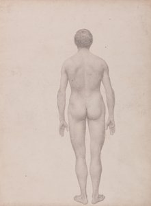 İnsan Vücudunun Yapısının Kaplan ve Bayağı Kümes Hayvanlarınınkiyle Karşılaştırmalı Anatomik İncelemesi: İnsan Figürü, Arkadan Görünüm, Kesilmemiş (Tablo VII için Bitmiş Çalışma) by George Stubbs