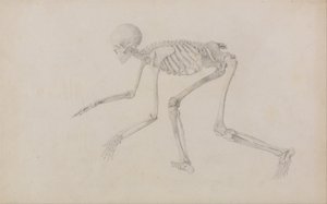 İnsan Vücudunun Yapısının Kaplan ve Bayağı Kümes Hayvanlarınınkiyle Karşılaştırmalı Anatomik İncelemesi: İnsan İskeleti, Yan Görünüm (Sürünme Duruşunda; yayınlanmamış bir tablo için bitmiş çalışma) by George Stubbs