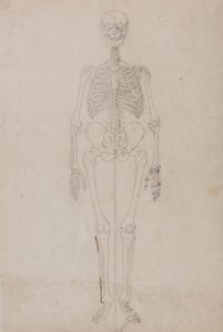 İnsan Vücudunun Yapısının Kaplan ve Bayağı Kümes Hayvanlarınınkiyle Karşılaştırmalı Anatomik İncelemesi:  İnsan İskeleti, Önden Görünüm (Final Çalışması) by George Stubbs