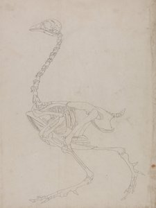 İnsan Vücudunun Yapısının Kaplan ve Bayağı Kümes Hayvanlarınınkiyle Karşılaştırmalı Anatomik İncelemesi:  Kümes Hayvanı İskeleti, Yandan Görünüm (İskeletin ana hat çizimi) by George Stubbs