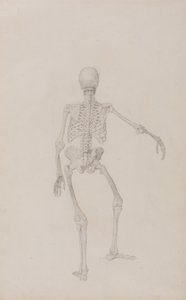 İnsan Vücudunun Yapısının Kaplan ve Bayağı Kümes Hayvanlarınınkiyle Karşılaştırmalı Anatomik İncelemesi: İnsan İskeleti, Arkadan Görünüm (Sağ Kol Uzatılmış; yayınlanmamış bir tablo için bitmiş çalışma) by George Stubbs