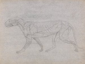 İnsan Vücudunun Yapısının Kaplan ve Bayağı Kümes Hayvanlarınınkiyle Karşılaştırmalı Anatomik İncelemesi: Kaplan Vücudu, Yandan Görünüm by George Stubbs