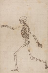 İnsan Vücudunun Yapısının Kaplan ve Bayağı Kümes Hayvanlarınınkiyle Karşılaştırmalı Anatomik İncelemesi: İnsan İskeleti, Yandan Görünüm by George Stubbs
