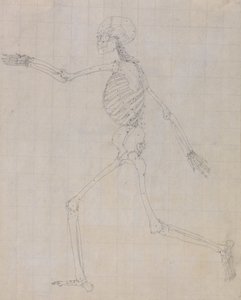 İnsan Vücudunun Yapısının Kaplan ve Bayağı Kümes Hayvanlarınınkiyle Karşılaştırmalı Anatomik İncelemesi: İnsan İskeleti, Yandan Görünüm (Tablo III