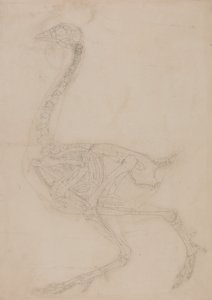 İnsan Vücudunun Yapısının Kaplan ve Bayağı Kümes Hayvanlarınınkiyle Karşılaştırmalı Anatomik İncelemesi:  Kümes Hayvanı İskeleti, Yandan Görünüm by George Stubbs