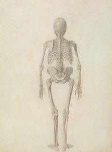 İnsan Vücudunun Yapısının Kaplan ve Sıradan Bir Tavuğun Yapısıyla Karşılaştırmalı Anatomik Bir Gösterimi: İnsan İskeleti, Arkadan Görünüm by George Stubbs