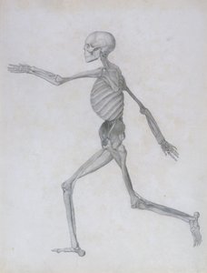 İnsan Vücudunun Yapısının Kaplan ve Sıradan Bir Tavuğun Yapısı ile Karşılaştırmalı Anatomik Bir Gösterimi: İnsan Figürü, Yandan Görünüm, 1795-1806 by George Stubbs