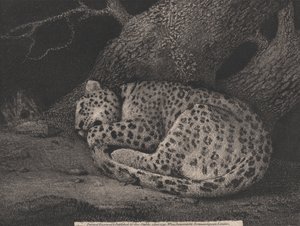 Uyuyan Bir Leopar by George Stubbs