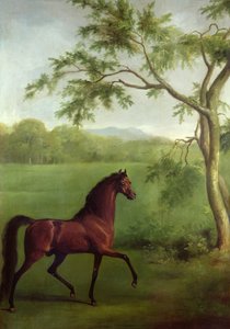 Ağacın Altında Arap Aygırı, c.1761-63 (tuval üzerine yağlı boya) by George Stubbs