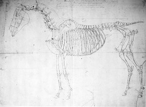 Bir atın anatomik çalışması (kağıt üzerinde kalem ve mürekkep ve kurşun kalem) by George Stubbs