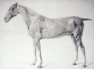 "Atın Anatomisi"nden bir diyagram (gravür) by George Stubbs