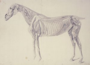 At Anatomisinden Diyagram by George Stubbs