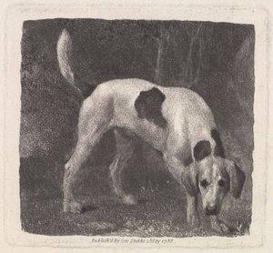 Sanatçı tarafından oyulmuş Köpek (Kokudaki Bir Tilki Tazısı), pub. 1788 by George Stubbs