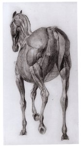 Aşamalı olarak disseke edilmiş bir atın kas yapısının dorsal görünümü, The Anatomy of the Horse, 1766
