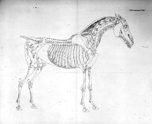 Beşinci Anatomik Tablo, 