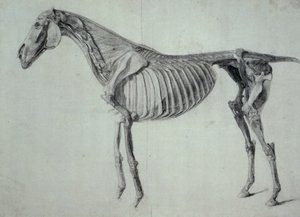 Finished Study for the Fifth Anatomical Table of a Horse (graphite on paper) by George Stubbs