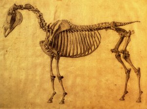 Bir Atın İlk İskelet Tablosu için Biten Çalışma, c. 1766 (kağıt üzerinde grafit) by George Stubbs