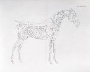"Atın Anatomisi"nden Dördüncü Anatomik Tablo by George Stubbs