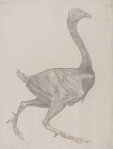 Kanatlı Gövdesi, Yandan Görünüm (Muhtemelen Tablo XV'in Oyulması İçin Plakaya Aktarılmak üzere Hazırlanmıştır) by George Stubbs