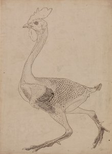 Kanatlı Gövdesi, Yandan Görünüm (Tablo X'teki anahtar figürün incelenmesi) by George Stubbs