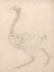 Kanatlı Gövdesi, Yandan Görünüm (Tablo XV'deki Anahtar Şekil Çalışması) by George Stubbs