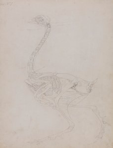 Kanatlı Gövdesi, Yandan Görünüm by George Stubbs