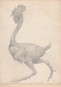 Kümes Hayvanı, Çoğu Tüyü Alınmış Yandan Görünüm (Tablo X için Bitmiş Çalışma) by George Stubbs