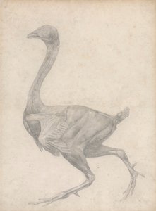 Kanatlı, Yandan Görünüm, Derisi ve Alttaki Fasiyal Katmanlar Çıkarılmış (Tablo XV için Bitmiş Çalışma) by George Stubbs