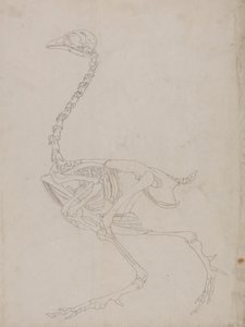 Kanatlı İskeleti, Yandan Görünüm (İskeletin ana hatları) by George Stubbs