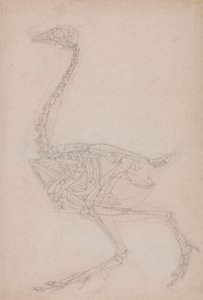 Kanatlı İskeleti, Yandan Görünüm (Muhtemelen Diğer Çizimlerde Kullanılan Kanatlı İskeletinin Oranlarının Temel Çalışması) by George Stubbs