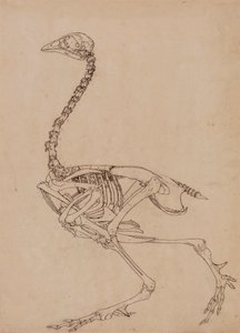 Kanatlı İskeleti, Yandan Görünüm (Tablo V'deki anahtar figürün incelenmesi) by George Stubbs