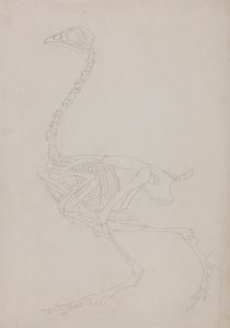 Kanatlı İskeleti, Yandan Görünüm by George Stubbs