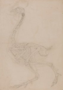 Kanatlı İskeleti, Yandan Görünüm by George Stubbs