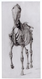 Bir atın iskeletinin önden görünümü, The Anatomy of the Horse, 1766