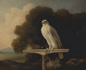 Grönland Şahini, Gyr Falcon, 1780. by George Stubbs