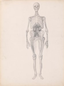 İnsan Figürü, Önden Görünüm (Diseksiyonun Son Aşamasının Bitmiş Çalışması) by George Stubbs