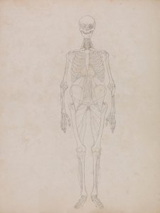 İnsan Figürü, Önden Görünüm (Anahat şekli) by George Stubbs