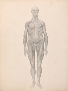 İnsan Figürü, Önden Görünüm, Deri ve Alttaki Fasyal Katmanlar Kaldırıldı (Tablo XI için Çalışma Bitti) by George Stubbs