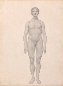 İnsan Figürü, Önden Görünüm, Kesilmemiş (Tablo VI için Çalışmayı Bitirmiş) by George Stubbs