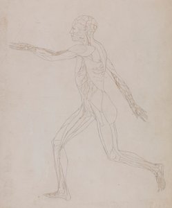 İnsan Figürü, Yandan Görünüm (Tablo XIII ile ilgili, kasları besleyen damarların detaylı çalışması) by George Stubbs