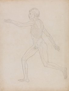 İnsan Figürü, Yandan Görünüm by George Stubbs