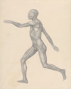 İnsan Figürü, Derinin ve Alttaki Fasyal Katmanların Çıkarılmasından Sonra Yandan Görünüm (Tablo XIII için Bitmiş Çalışma) by George Stubbs